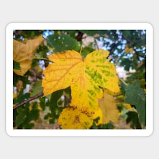 Autumn Yellow Leaf Sticker